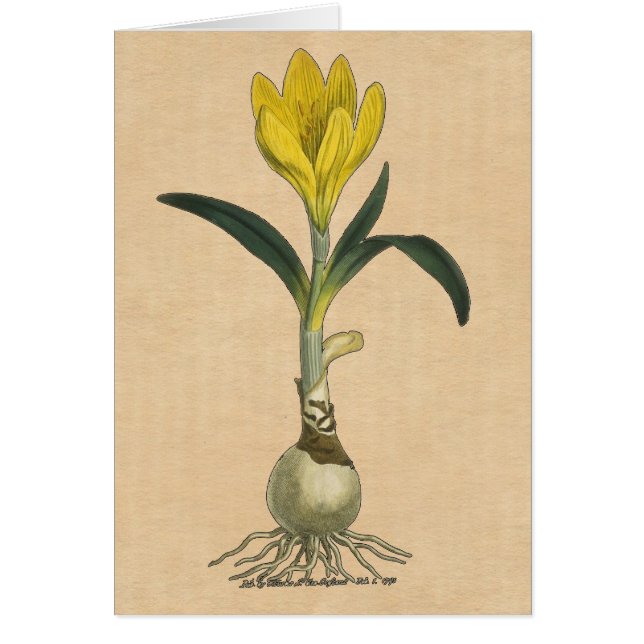 アマリリスチューリップ植物園花 (正面)