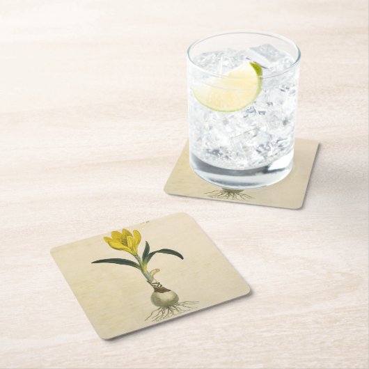 アマリリスチューリップ植物園花 スクエアペーパーコースター (インサイチュ)