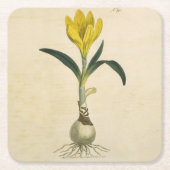 アマリリスチューリップ植物園花 スクエアペーパーコースター (正面)