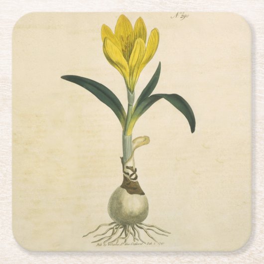 アマリリスチューリップ植物園花 スクエアペーパーコースター (正面)