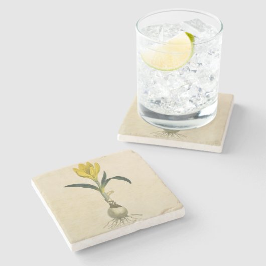 アマリリスチューリップ植物園花 ストーンコースター (横)