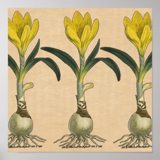 アマリリスチューリップ植物園花 ポスター (正面)