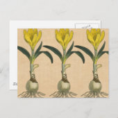 アマリリスチューリップ植物園花 ポストカード (正面/裏面)