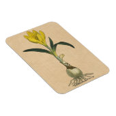 アマリリスチューリップ植物園花 マグネット (右側)