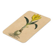 アマリリスチューリップ植物園花 マグネット (左側)