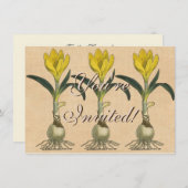 アマリリスチューリップ植物園花 招待状 (正面/裏面)