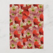 アマリリスフローラはがき ポストカード (正面)