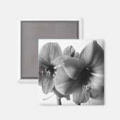 アマリリス二輪の花の写真 マグネット (正面/裏面)