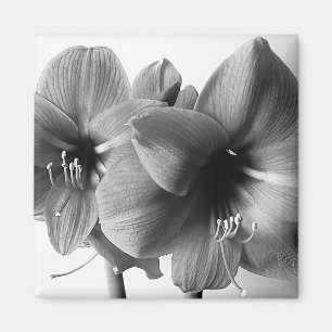 アマリリス二輪の花の写真 マグネット