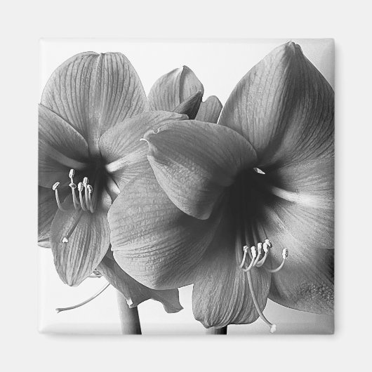 アマリリス二輪の花の写真 マグネット (正面)