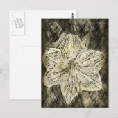 アマリリス旧時刻スケッチ ポストカード (正面/裏面)