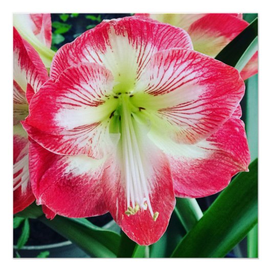 アマリリス白い色の穏やかな花枝 ポスター (正面)