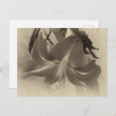 アマリリス花アンティーク効果写真 ポストカード (正面/裏面)