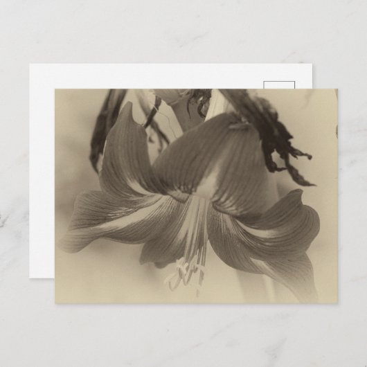 アマリリス花アンティーク効果写真 ポストカード (正面/裏面)