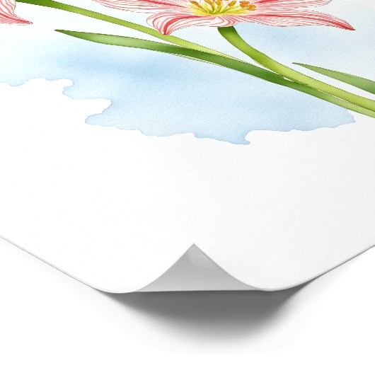 アマリリス花水色 ポスター (角)