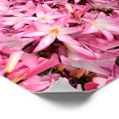 アマリリス鏡..... ポスター (角)