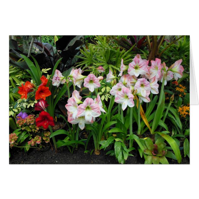 アマリリス (正面横)