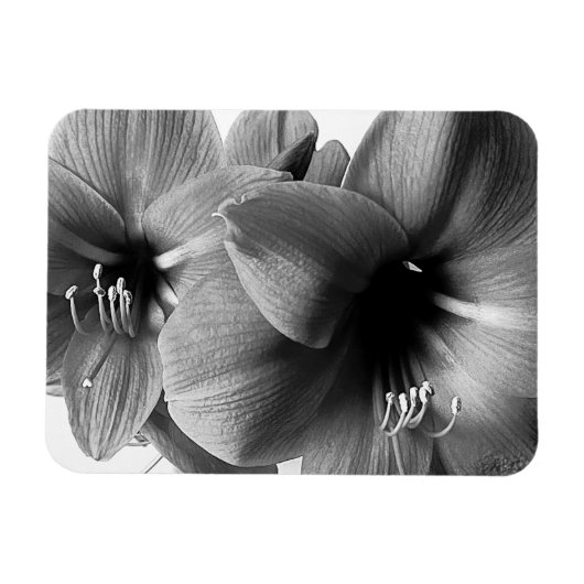 アマリリス2輪の花の写真 マグネット (横)