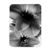 アマリリス2輪の花の写真 マグネット (縦)