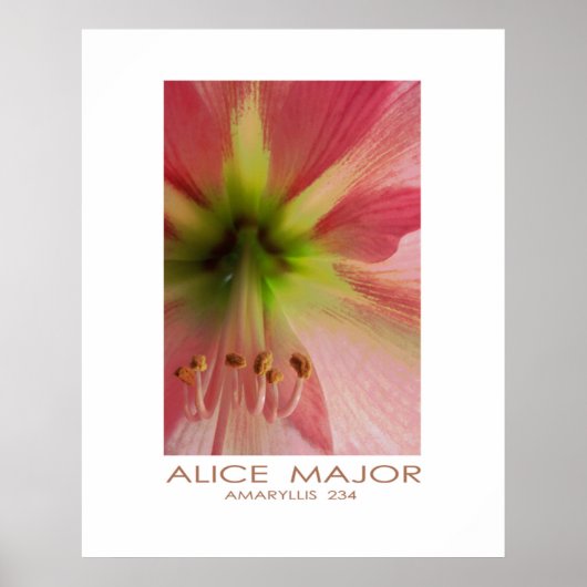 アマリリス234 ポスター (正面)
