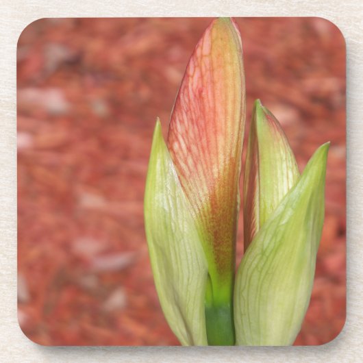 アマリリス りんごの花のつぼみ コースター (正面)