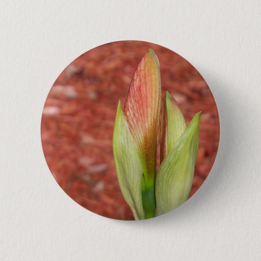 アマリリス りんごの花のつぼみ 缶バッジ (正面)