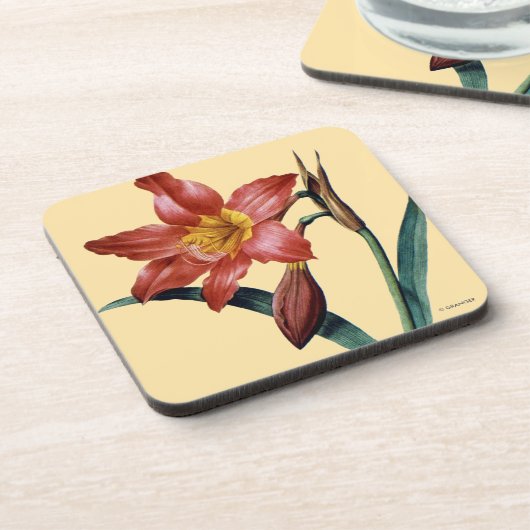 アマリリス コースター (左側)