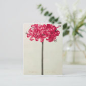 アマリリス・サルニエンシス(Amaryllis Sarniensis) ポストカード (スタンド正面)