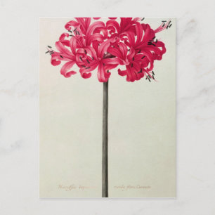 アマリリス・サルニエンシス(Amaryllis Sarniensis) ポストカード
