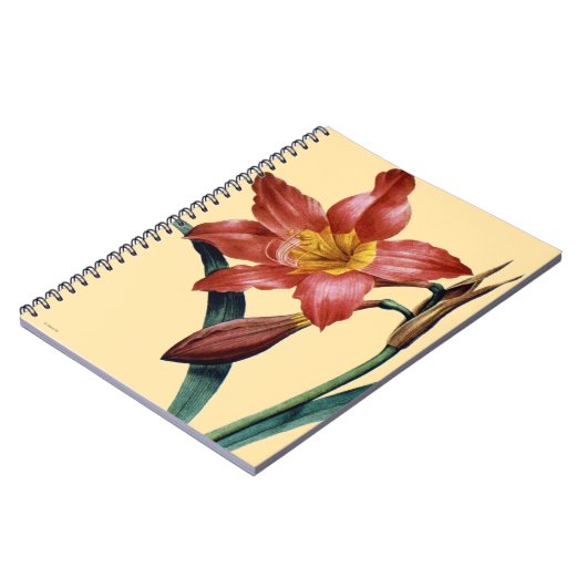 アマリリス ノートブック (左側)