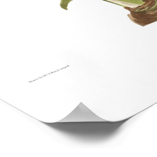 アマリリス・ピクタ ポスター (角)