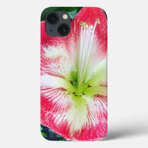 アマリリス・ピンクの白い色の穏やかな花 iPhone 13ケース