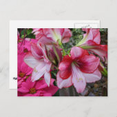 アマリリス&ポインセチア赤いホリデーフラワー シーズンポストカード (正面/裏面)