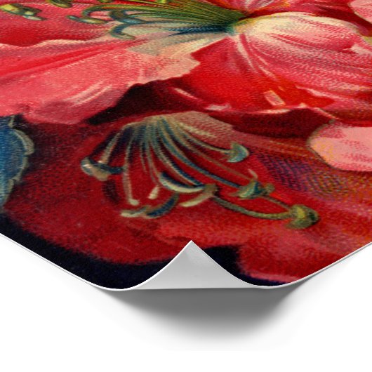 アマリリス・ポスター ポスター (角)