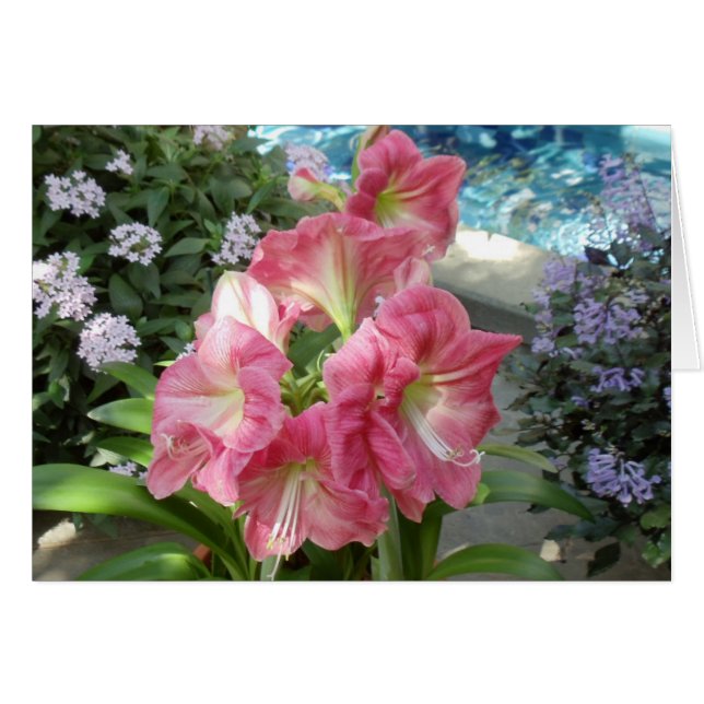 アマリリス、国民の植物園、ワシントンD.C.、 (正面横)