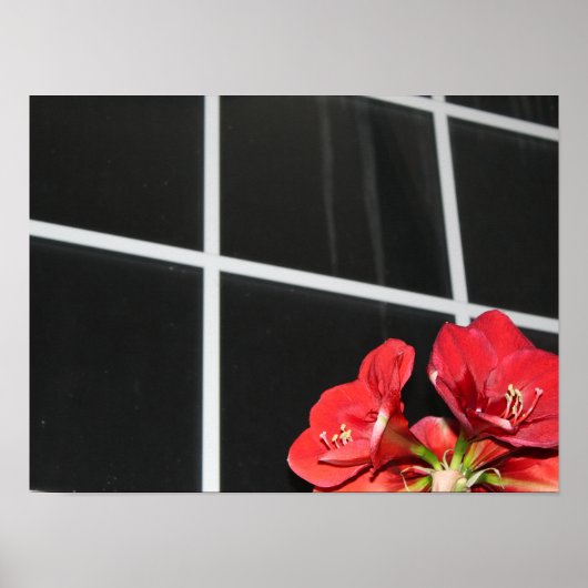 アマリリス、窓ガラス、クリスマスフラワー、赤 ポスター (正面)