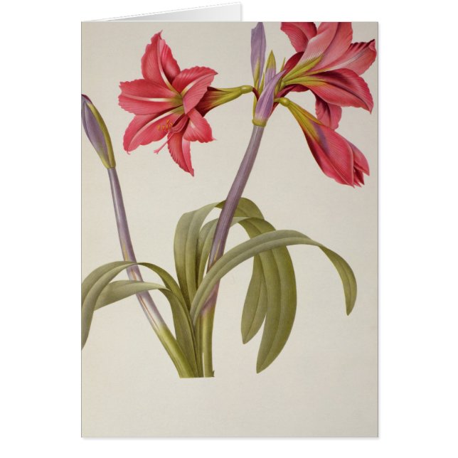 アマリリスBrasiliensis (正面)