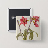 アマリリスBrasiliensis 缶バッジ (正面&裏面)