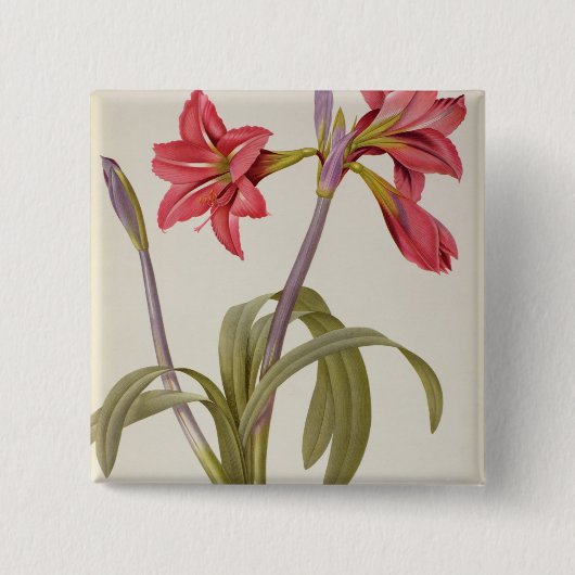 アマリリスBrasiliensis 缶バッジ (正面)