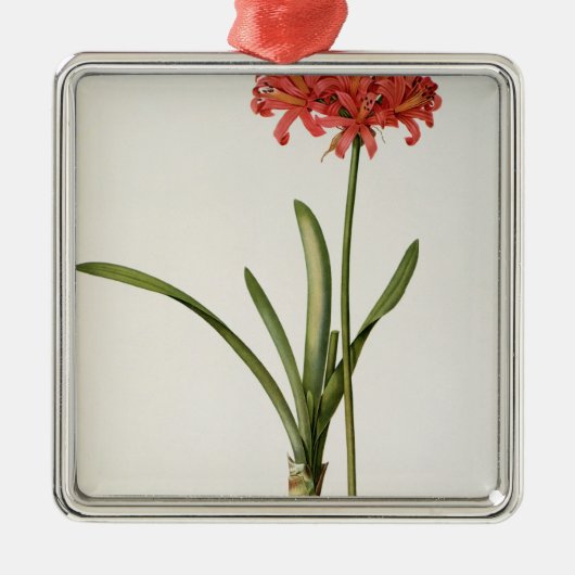 アマリリスCurvifolia ` Lesからの1809年、 メタルオーナメント (正面)