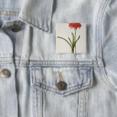 アマリリスCurvifolia ` Lesからの1809年、 缶バッジ (インサイチュ)