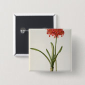 アマリリスCurvifolia ` Lesからの1809年、 缶バッジ (正面&裏面)