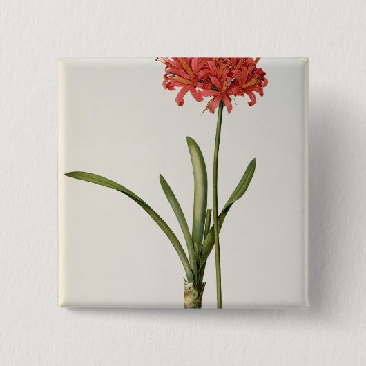 アマリリスCurvifolia ` Lesからの1809年、 缶バッジ (正面)