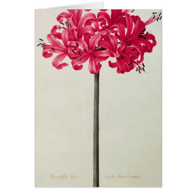 アマリリスSarniensis、かスイセン (正面)