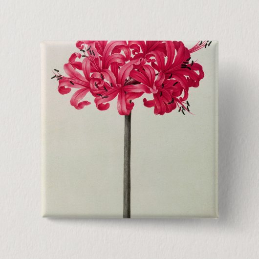 アマリリスSarniensis、かスイセン 缶バッジ (正面)