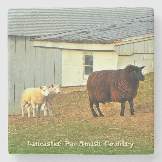 アマン派のコースター、母ヒツジおよび対の子ヒツジ! ストーンコースター (正面)