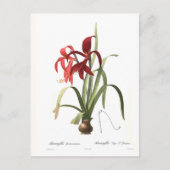 アマーリリス ポストカード (正面)