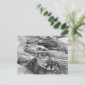 アマ誇りを持ったゾニアベビーワニ ポストカード (スタンド正面)