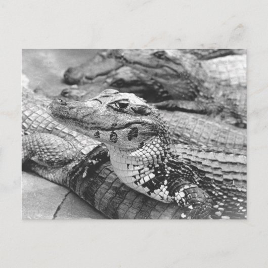 アマ誇りを持ったゾニアベビーワニ ポストカード (正面)