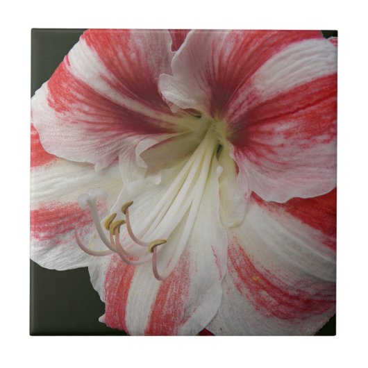 アマ赤と白リストライプのリスフローラ タイル (正面)